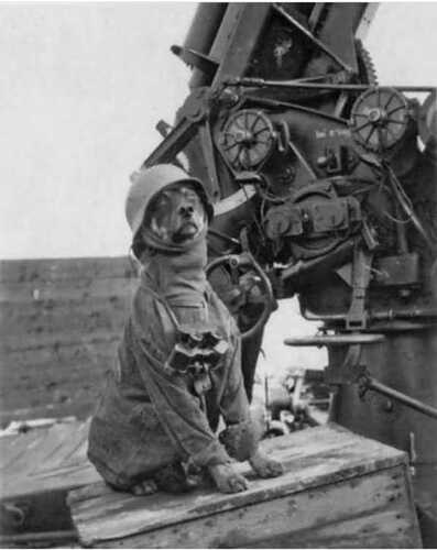 HundKanone