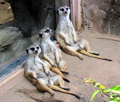 meerkats.jpg