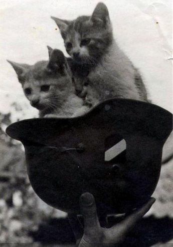 WHKitten
