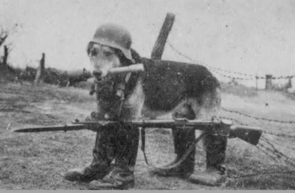 Hund