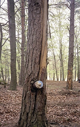 hohenfels-artillery-piece-tree.jpg